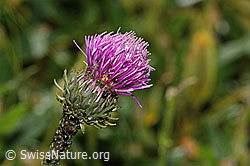 Gewöhnliche Berg-Distel (Carduus defloratus ssp. defloratus) (31.08.2024, C313068)