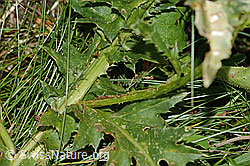 Gewöhnliche Berg-Distel (Carduus defloratus ssp. defloratus) (31.08.2024, C313070)