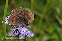 Schweizer Schillernder Mohrenfalter (Erebia tyndarus) auf Glänzender Skabiose (Scabiosa lucida) (31.08.2024, C313072)