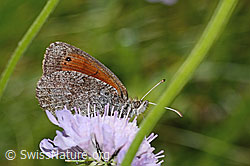 Schweizer Schillernder Mohrenfalter (Erebia tyndarus) auf Glänzender Skabiose (Scabiosa lucida) (31.08.2024, C313074)