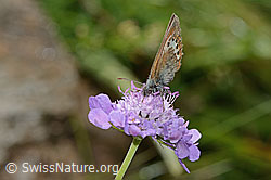 Alpen-Wiesenvögelchen (Coenonympha gardetta) auf Glänzender Skabiose (Scabiosa lucida) (31.08.2024, C313080)