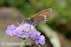 Alpen-Wiesenvögelchen (Coenonympha gardetta) auf Glänzender Skabiose (Scabiosa lucida) (31.08.2024, C313082)
