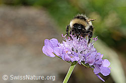 Foto: Pyrenäenhummel (Bombus pyrenaeus) auf Glänzender Skabiose (Scabiosa lucida)