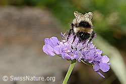 Foto: Pyrenäenhummel (Bombus pyrenaeus) auf Glänzender Skabiose (Scabiosa lucida)