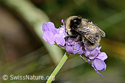 Foto: Pyrenäenhummel (Bombus pyrenaeus) auf Glänzender Skabiose (Scabiosa lucida)