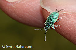 Foto: Gebirgs-Blattrüssler (Phyllobius arborator)