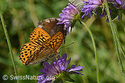 Argynnis paphia on Knautia dipsacifolia (C313130) Argynnis paphia on Knautia dipsacifolia (C313130)