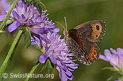 Marmorierter Mohrenfalter (Erebia montana) auf Wald-Witwenblume (Knautia dipsacifolia) (31.08.2024, C313139)