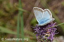 Foto: Silbergrüner Bläuling (Lysandra coridon) auf Alpen-Flockenblume (Centaurea scabiosa ssp. alpestris)