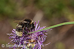 Hellgelbe Erdhummel (Bombus lucorum) auf Alpen-Flockenblume (Centaurea scabiosa ssp. alpestris) (31.08.2024, C313159)