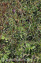 Foto: Alpen-Flockenblume (Centaurea scabiosa ssp. alpestris)