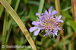 Glänzende Skabiose (Scabiosa lucida) (31.08.2024, C313203)