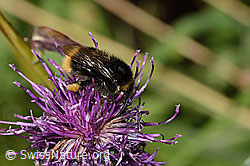 Distelhummel (Bombus soroeensis)<br/>Alpen-Flockenblume (Centaurea scabiosa ssp. alpestris)