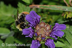 Berglandhummel (Bombus monticola) an Grossblütiger Brunelle (Prunella grandiflora) (31.08.2024, C313247)