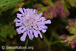 Scabiosa lucida (C313265)