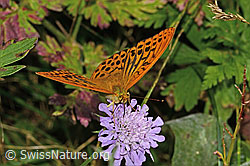 Kaisermantel (Argynnis paphia) auf Glänzender Skabiose (Scabiosa lucida) (31.08.2024, C313266)