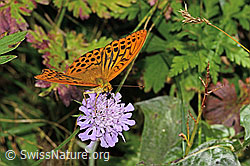 Kaisermantel (Argynnis paphia) auf Glänzender Skabiose (Scabiosa lucida) (C313267) Kaisermantel (Argynnis paphia) auf Glänzender Skabiose (Scabiosa lucida) (C313267)