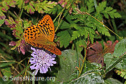 Kaisermantel (Argynnis paphia) auf Glänzender Skabiose (Scabiosa lucida) (C313268) Kaisermantel (Argynnis paphia) auf Glänzender Skabiose (Scabiosa lucida) (C313268)