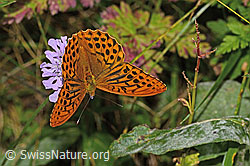 Kaisermantel (Argynnis paphia) auf Glänzender Skabiose (Scabiosa lucida) (31.08.2024, C313270)