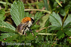 Bombus humilis (C313301)