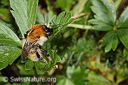 Bombus humilis (C313302)