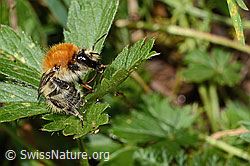Bombus humilis (C313306)