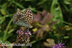Alpen-Flockenblume (Centaurea scabiosa ssp. alpestris)