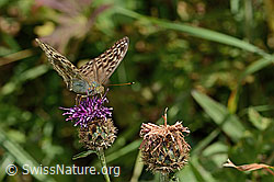 Kaisermantel valesina (Argynnis paphia f. valesina) auf Alpen-Flockenblume (Centaurea scabiosa ssp. alpestris) (C313334) Kaisermantel valesina (Argynnis paphia f. valesina) auf Alpen-Flockenblume (Centaurea scabiosa ssp. alpestris) (C313334)