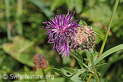 Centaurea scabiosa ssp. alpestris (C313357) Centaurea scabiosa ssp. alpestris (C313357)