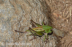 Foto: Warzenbeisser (Decticus verrucivorus)