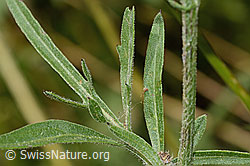 Alpen-Flockenblume (Centaurea scabiosa ssp. alpestris) (C313421)