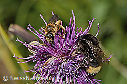 Halictus rubicundus and Bombus soroeensis on Centaurea scabiosa ssp. alpestris (C313450) Halictus rubicundus and Bombus soroeensis on Centaurea scabiosa ssp. alpestris (C313450)