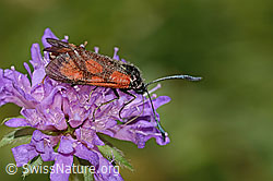 Beilfleckwidderchen (Zygaena loti) auf Wald-Witwenblume (Knautia dipsacifolia) (31.08.2024, C313458)