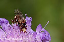 Gemeine Breitstirnblasenkopffliege (Sicus ferrugineus) auf Wald-Witwenblume (Knautia dipsacifolia) (31.08.2024, C313461)
