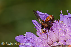 Gemeine Breitstirnblasenkopffliege (Sicus ferrugineus) auf Wald-Witwenblume (Knautia dipsacifolia) (31.08.2024, C313462)