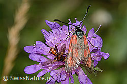 Foto: Beilfleckwidderchen (Zygaena loti) auf Wald-Witwenblume (Knautia dipsacifolia)