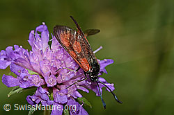 Foto: Beilfleckwidderchen (Zygaena loti) auf Wald-Witwenblume (Knautia dipsacifolia)