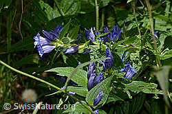 Schwalbenwurz-Enzian (Gentiana asclepiadea) (C313498)