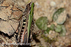Brauner Grashüpfer (Chorthippus brunneus) (C315046) Brauner Grashüpfer (Chorthippus brunneus) (C315046)