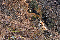 Rotfuchs (Vulpes vulpes) (29.10.2024, C316943)