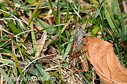 Nachtigall-Grashüpfer (Chorthippus biguttulus) (C318461) Nachtigall-Grashüpfer (Chorthippus biguttulus) (C318461)