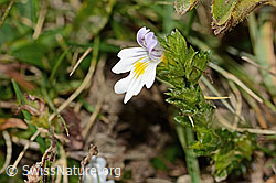 Gebräuchlicher Augentrost (Euphrasia rostkoviana) (C318465) Gebräuchlicher Augentrost (Euphrasia rostkoviana) (C318465)