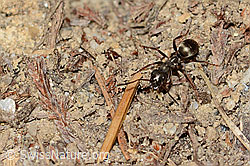 Foto: Grauschwarze Sklavenameise (Formica fusca)