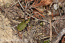 Foto: Feld-Sandlaufkäfer (Cicindela campestris)