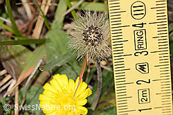 Langhaariges Habichtskraut (Hieracium pilosella) (C318505) Langhaariges Habichtskraut (Hieracium pilosella) (C318505)