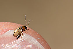Schwarzköpfiger Wegerich-Erdfloh (Longitarsus melanocephalus) (C318524)