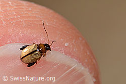 Schwarzköpfiger Wegerich-Erdfloh (Longitarsus melanocephalus) (C318525)