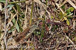 Nachtigall-Grashüpfer (Chorthippus biguttulus) (C318533) Nachtigall-Grashüpfer (Chorthippus biguttulus) (C318533)