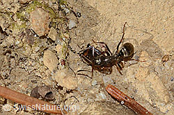 Foto: Grauschwarze Sklavenameise (Formica fusca)