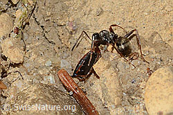 Foto: Grauschwarze Sklavenameise (Formica fusca)
